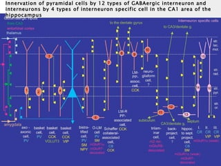 Lecture 5   learning & memory