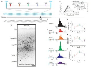 Lecture 5   learning & memory
