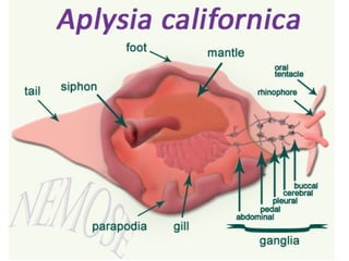 Lecture 5   learning & memory
