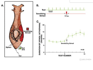 Lecture 5   learning & memory