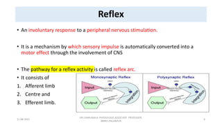 Reflex Script Reflex | PDF