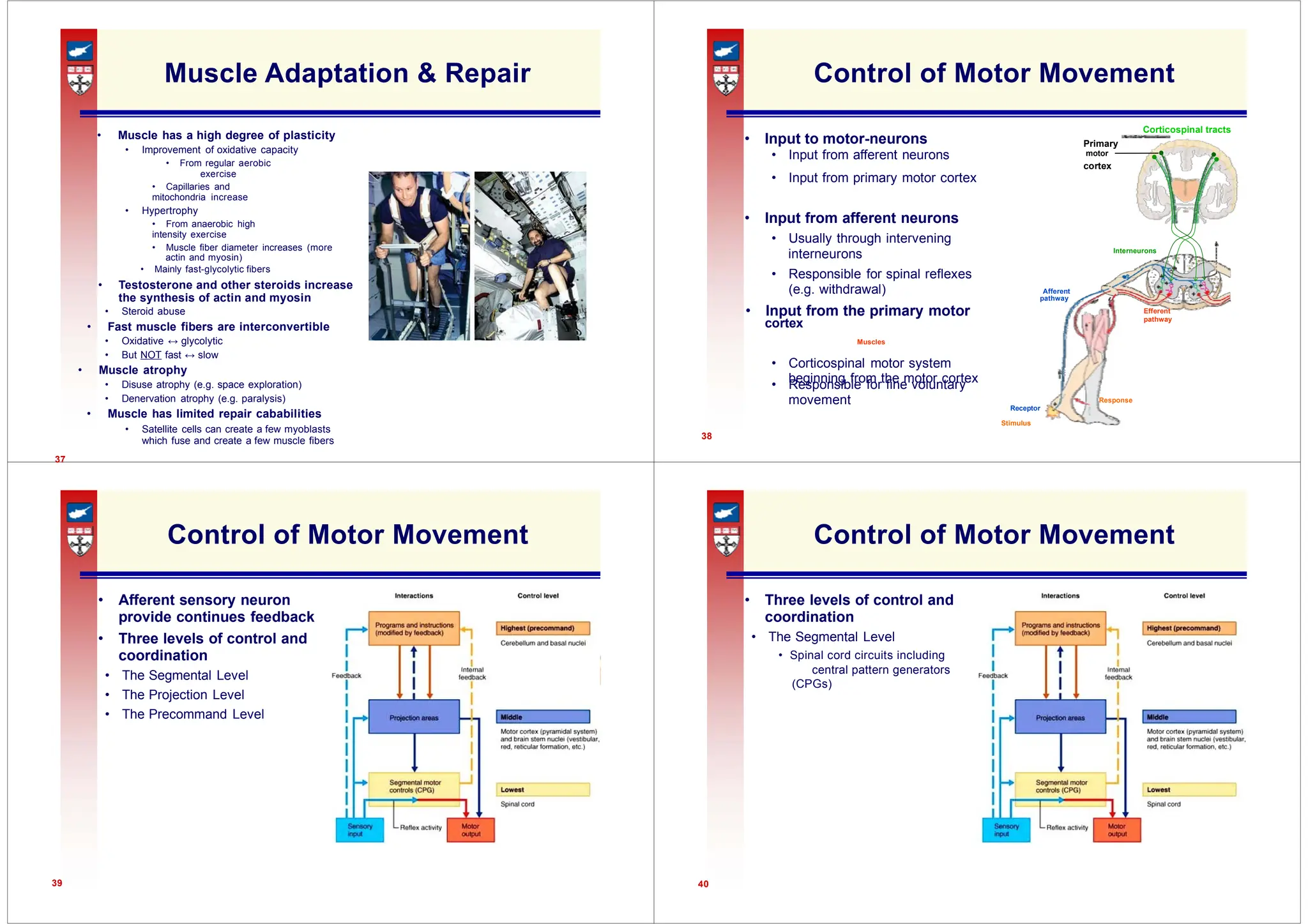 • Input to motor-neurons Primary
cortex
interneurons Interneurons
pathway
Efferent
pathway
• Responsible for fine voluntary
movement Response
central pattern generators
Muscle Adaptation & Repair
• Muscle has a high degree of plasticity
• Improvement of oxidative capacity
• From regular aerobic
exercise
• Capillaries and
mitochondria increase
• Hypertrophy
• From anaerobic high
intensity exercise
• Muscle fiber diameter increases (more
actin and myosin)
• Mainly fast-glycolytic fibers
• Testosterone and other steroids increase
the synthesis of actin and myosin
• Steroid abuse
• Fast muscle fibers are interconvertible
• Oxidative ↔ glycolytic
• But NOT fast ↔ slow
• Muscle atrophy
• Disuse atrophy (e.g. space exploration)
• Denervation atrophy (e.g. paralysis)
• Muscle has limited repair cababilities
• Satellite cells can create a few myoblasts
which fuse and create a few muscle fibers
37
Control of Motor Movement
Corticospinal tracts
• Input from afferent neurons motor
• Input from primary motor cortex
• Input from afferent neurons
• Usually through intervening
• Responsible for spinal reflexes
(e.g. withdrawal) Afferent
• Input from the primary motor
cortex
Muscles
• Corticospinal motor system
beginning from the motor cortex
Receptor
Stimulus
38
Control of Motor Movement
• Afferent sensory neuron
provide continues feedback
• Three levels of control and
coordination
• The Segmental Level
• The Projection Level
• The Precommand Level
39
Control of Motor Movement
• Three levels of control and
coordination
• The Segmental Level
• Spinal cord circuits including
(CPGs)
40
 