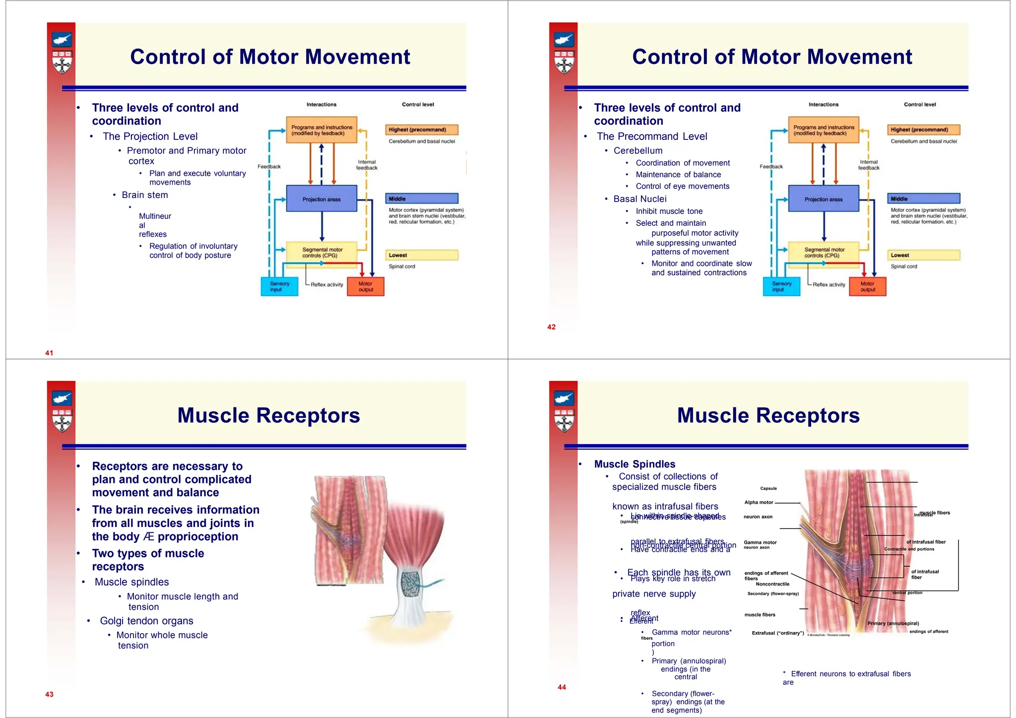purposeful motor activity
specialized muscle fibers
Alpha motor
muscle fibers
connective tissue capsules
non-contractile central portion
endings of afferent
fibers
• Plays key role in stretch
muscle fibers
• Afferent
portion
)
* Efferent neurons to extrafusal fibers
are
44
of intrafusal fiber
of intrafusal
fiber
Control of Motor Movement
• Three levels of control and
coordination
• The Projection Level
• Premotor and Primary motor
cortex
• Plan and execute voluntary
movements
• Brain stem
•
Multineur
al
reflexes
• Regulation of involuntary
control of body posture
41
Control of Motor Movement
• Three levels of control and
coordination
• The Precommand Level
• Cerebellum
• Coordination of movement
• Maintenance of balance
• Control of eye movements
• Basal Nuclei
• Inhibit muscle tone
• Select and maintain
while suppressing unwanted
patterns of movement
• Monitor and coordinate slow
and sustained contractions
42
Muscle Receptors
• Receptors are necessary to
plan and control complicated
movement and balance
• The brain receives information
from all muscles and joints in
the body Æ proprioception
• Two types of muscle
receptors
• Muscle spindles
• Monitor muscle length and
tension
• Golgi tendon organs
• Monitor whole muscle
tension
43
Muscle Receptors
• Muscle Spindles
• Consist of collections of
Capsule
known as intrafusal fibers
• Lie within spindle-shaped neuron axon Intrafusal
(spindle)
parallel to extrafusal fibers Gamma motor
• Have contractile ends and a neuron axon Contractile end portions
• Each spindle has its own
Noncontractile
private nerve supply Secondary (flower-spray) central portion
reflex
• Efferent Primary (annulospiral)
• Gamma motor neurons* Extrafusal (“ordinary”) endings of afferent
fibers
• Primary (annulospiral)
endings (in the
central
• Secondary (flower-
spray) endings (at the
end segments)
 
