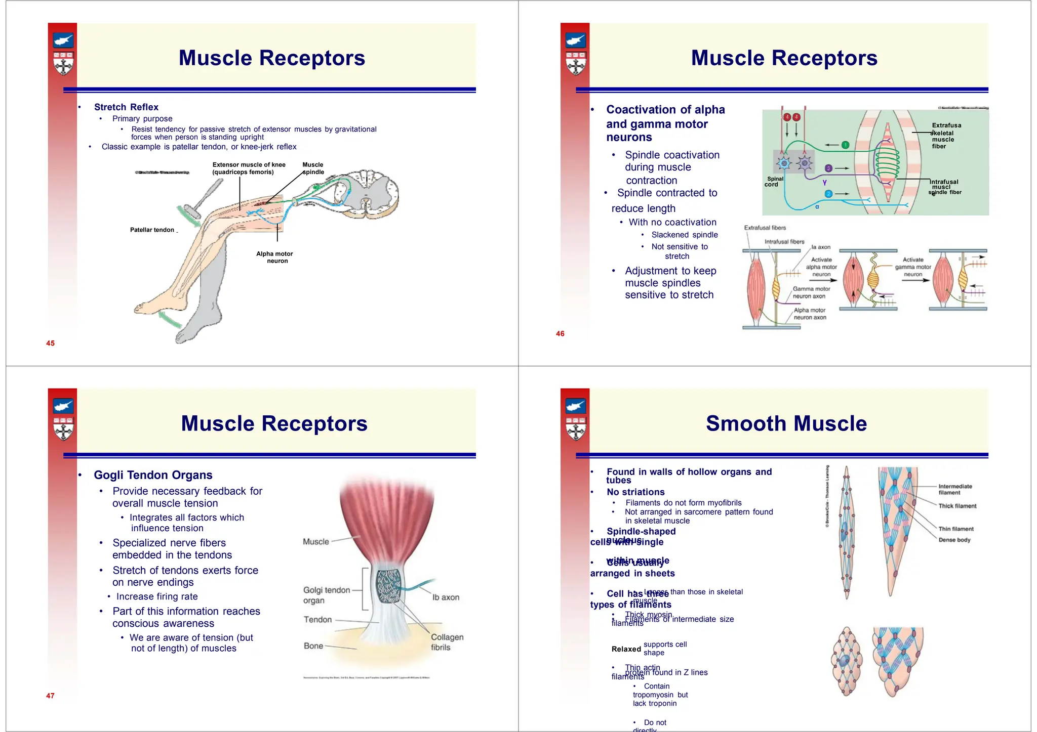 and gamma motor
neurons
Extrafusa
l
muscle
fiber
cord muscl
e
stretch
tubes
• Not arranged in sarcomere pattern found
nucleus
within muscle
• Longer than those in skeletal
muscle
• Filaments of intermediate size
supports cell
shape
protein found in Z lines
Muscle Receptors
• Stretch Reflex
• Primary purpose
• Resist tendency for passive stretch of extensor muscles by gravitational
forces when person is standing upright
• Classic example is patellar tendon, or knee-jerk reflex
Extensor muscle of knee Muscle
(quadriceps femoris) spindle
Patellar tendon
Alpha motor
neuron
45
Muscle Receptors
• Coactivation of alpha
skeletal
• Spindle coactivation
during muscle
contraction Spinal
γ Intrafusal
• Spindle contracted to spindle fiber
reduce length α
• With no coactivation
• Slackened spindle
• Not sensitive to
• Adjustment to keep
muscle spindles
sensitive to stretch
46
Muscle Receptors
• Gogli Tendon Organs
• Provide necessary feedback for
overall muscle tension
• Integrates all factors which
influence tension
• Specialized nerve fibers
embedded in the tendons
• Stretch of tendons exerts force
on nerve endings
• Increase firing rate
• Part of this information reaches
conscious awareness
• We are aware of tension (but
not of length) of muscles
47
Smooth Muscle
• Found in walls of hollow organs and
• No striations
• Filaments do not form myofibrils
in skeletal muscle
• Spindle-shaped
cells with single
• Cells usually
arranged in sheets
• Cell has three
types of filaments
• Thick myosin
filaments
Relaxed
• Thin actin
filaments
• Contain
tropomyosin but
lack troponin
• Do not
 