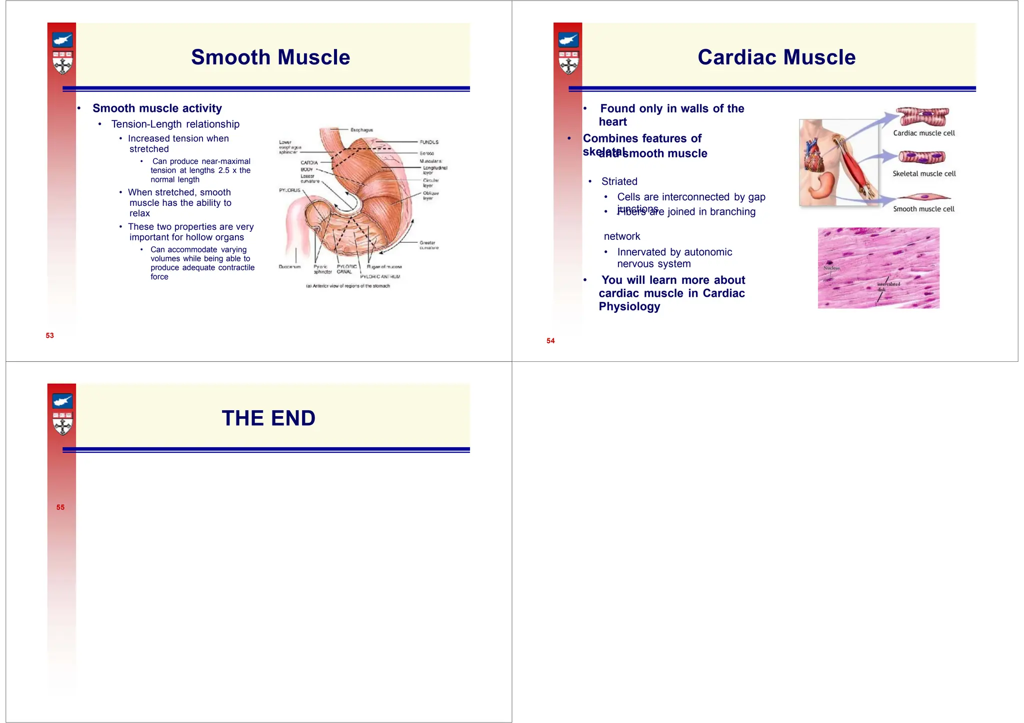 and smooth muscle
• Fibers are joined in branching
Smooth Muscle
• Smooth muscle activity
• Tension-Length relationship
• Increased tension when
stretched
• Can produce near-maximal
tension at lengths 2.5 x the
normal length
• When stretched, smooth
muscle has the ability to
relax
• These two properties are very
important for hollow organs
• Can accommodate varying
volumes while being able to
produce adequate contractile
force
53
Cardiac Muscle
• Found only in walls of the
heart
• Combines features of
skeletal
• Striated
• Cells are interconnected by gap
junctions
network
• Innervated by autonomic
nervous system
• You will learn more about
cardiac muscle in Cardiac
Physiology
54
THE END
55
 