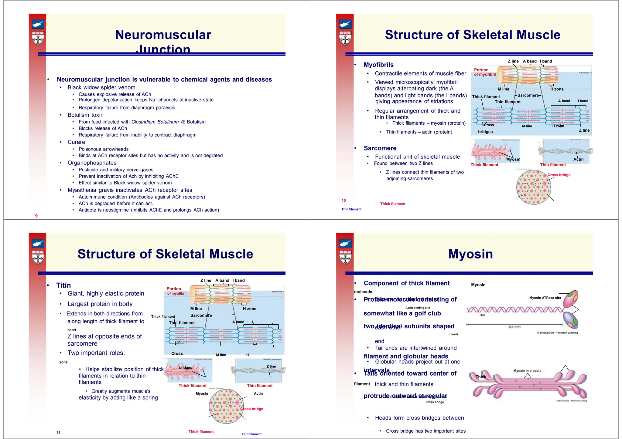 • Myofibrils
• Contractile elements of muscle fiber of myofibril
displays alternating dark (the A
bands) and light bands (the I bands) Sarcomere
Thick filament
thin filaments
Z line
• Thin filaments – actin (protein) bridges
Myosin Actin
• Z lines connect thin filaments of two
Cross bridge
Portion
Myosin ATPase site
• Protein molecule consisting of
somewhat like a golf club Tail
each other
end
filament and globular heads
intervals Myosin molecule
thick and thin filaments
Thick filament Thin filament
critical to contractile process
Neuromuscular
Junction
• Neuromuscular junction is vulnerable to chemical agents and diseases
• Black widow spider venom
• Causes explosive release of ACh
• Prolonged depolarization keeps Na+ channels at inactive state
• Respiratory failure from diaphragm paralysis
• Botulism toxin
• From food infected with Clostridium Botulinum Æ Botulism
• Blocks release of ACh
• Respiratory failure from inability to contract diaphragm
• Curare
• Poisonous arrowheads
• Binds at ACh receptor sites but has no activity and is not degrated
• Organophosphates
• Pesticide and military nerve gases
• Prevent inactivation of Ach by inhibiting AChE
• Effect similar to Black widow spider venom
• Myasthenia gravis inactivates ACh receptor sites
• Autoimmune condition (Antibodies against ACh receptors)
• ACh is degraded before it can act.
• Antidote is neostigmine (inhibits AChE and prolongs ACh action)
9
Structure of Skeletal Muscle
Z line A band I band
Portion
• Viewed microscopically myofibril
M line H zone
giving appearance of striations Thin filament A band I band
• Regular arrangement of thick and
• Thick filaments – myosin (protein) Cross M line H zone
• Sarcomere
• Functional unit of skeletal muscle
• Found between two Z lines Thick filament Thin filament
adjoining sarcomeres
10
Thick filament
Thin filament
Structure of Skeletal Muscle
Z line A band I band
• Titin
• Giant, highly elastic protein of myofibril
• Largest protein in body
M line H zone
• Extends in both directions from Thick filament Sarcomere
along length of thick filament to Thin filament A band I
band
Z lines at opposite ends of
sarcomere
• Two important roles: Cross M line H
zone
• Helps stabilize position of thick bridges Z line
filaments in relation to thin
filaments
• Greatly augments muscle’s Myosin Actin
elasticity by acting like a spring
Cross bridge
11 Thick filament
Thin filament
Myosin
• Component of thick filament Myosin
molecule
• Several hundred of them
Actin binding site
two identical subunits shaped
Heads
• Tail ends are intertwined around
• Globular heads project out at one
• Tails oriented toward center of Thick
filament
protrude outward at regular
Cross bridge
• Heads form cross bridges between
• Cross bridge has two important sites
 