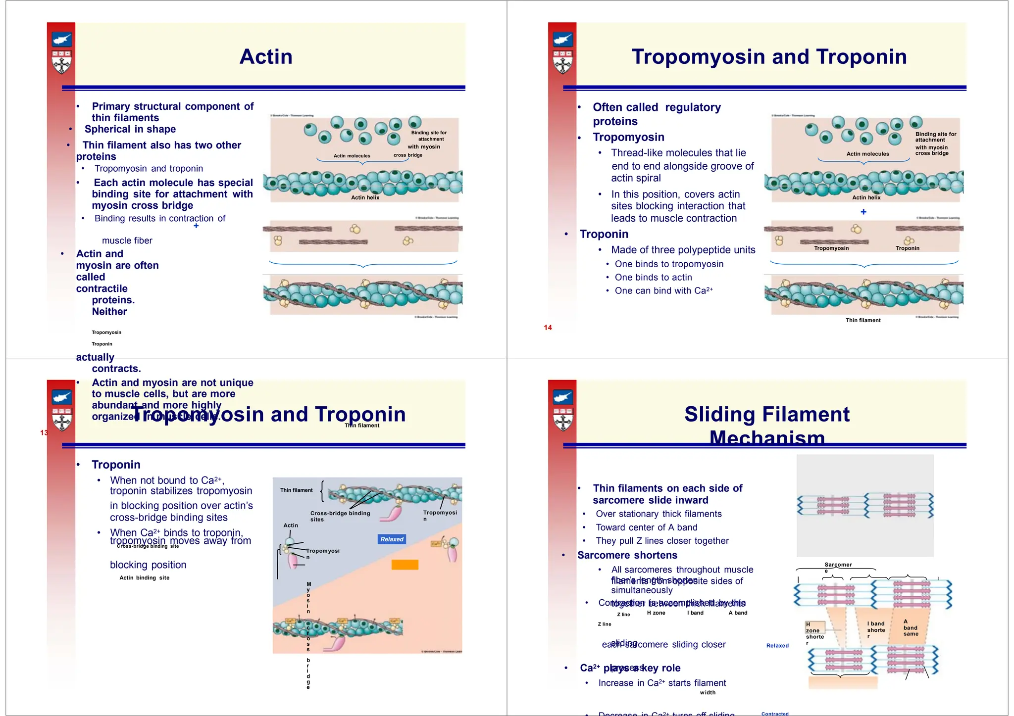 proteins
Tropomyosin
• attachment
• Thread-like molecules that lie cross bridge
Actin molecules
actin spiral
Actin helix Actin helix
+
leads to muscle contraction
• Made of three polypeptide units Tropomyosin Troponin
Tropomyosi
n
Cross-bridge binding
sites
Tropomyosi
n
Sarcomer
e
filaments from opposite sides of
together between thick filaments
A
band
same
I band
shorte
r
H
zone
shorte
r
sliding
process
Relaxed
Actin
• Primary structural component of
thin filaments
• Spherical in shape Binding site for
attachment
• Thin filament also has two other with myosin
proteins Actin molecules cross bridge
• Tropomyosin and troponin
• Each actin molecule has special
binding site for attachment with
myosin cross bridge
• Binding results in contraction of
+
muscle fiber
• Actin and
myosin are often
called
contractile
proteins.
Neither
Tropomyosin
Troponin
actually
contracts.
• Actin and myosin are not unique
to muscle cells, but are more
abundant and more highly
organized in muscle cells.
Thin filament
13
Tropomyosin and Troponin
• Often called regulatory
Binding site for
with myosin
end to end alongside groove of
• In this position, covers actin
sites blocking interaction that
• Troponin
• One binds to tropomyosin
• One binds to actin
• One can bind with Ca2+
Thin filament
14
Tropomyosin and Troponin
• Troponin
• When not bound to Ca2+,
troponin stabilizes tropomyosin Thin filament
in blocking position over actin’s
cross-bridge binding sites
Actin
• When Ca2+ binds to troponin,
tropomyosin moves away from
Cross-bridge binding site
blocking position
Actin binding site
M
y
o
s
i
n
c
r
o
s
s
b
r
i
d
g
e
Sliding Filament
Mechanism
• Thin filaments on each side of
sarcomere slide inward
• Over stationary thick filaments
• Toward center of A band
• They pull Z lines closer together
• Sarcomere shortens
• All sarcomeres throughout muscle
fiber’s length shorten
simultaneously
• Contraction is accomplished by thin
Z line H zone I band A band
Z line
each sarcomere sliding closer Relaxed
• Ca2+ plays a key role
• Increase in Ca2+ starts filament
width
Contracted
 