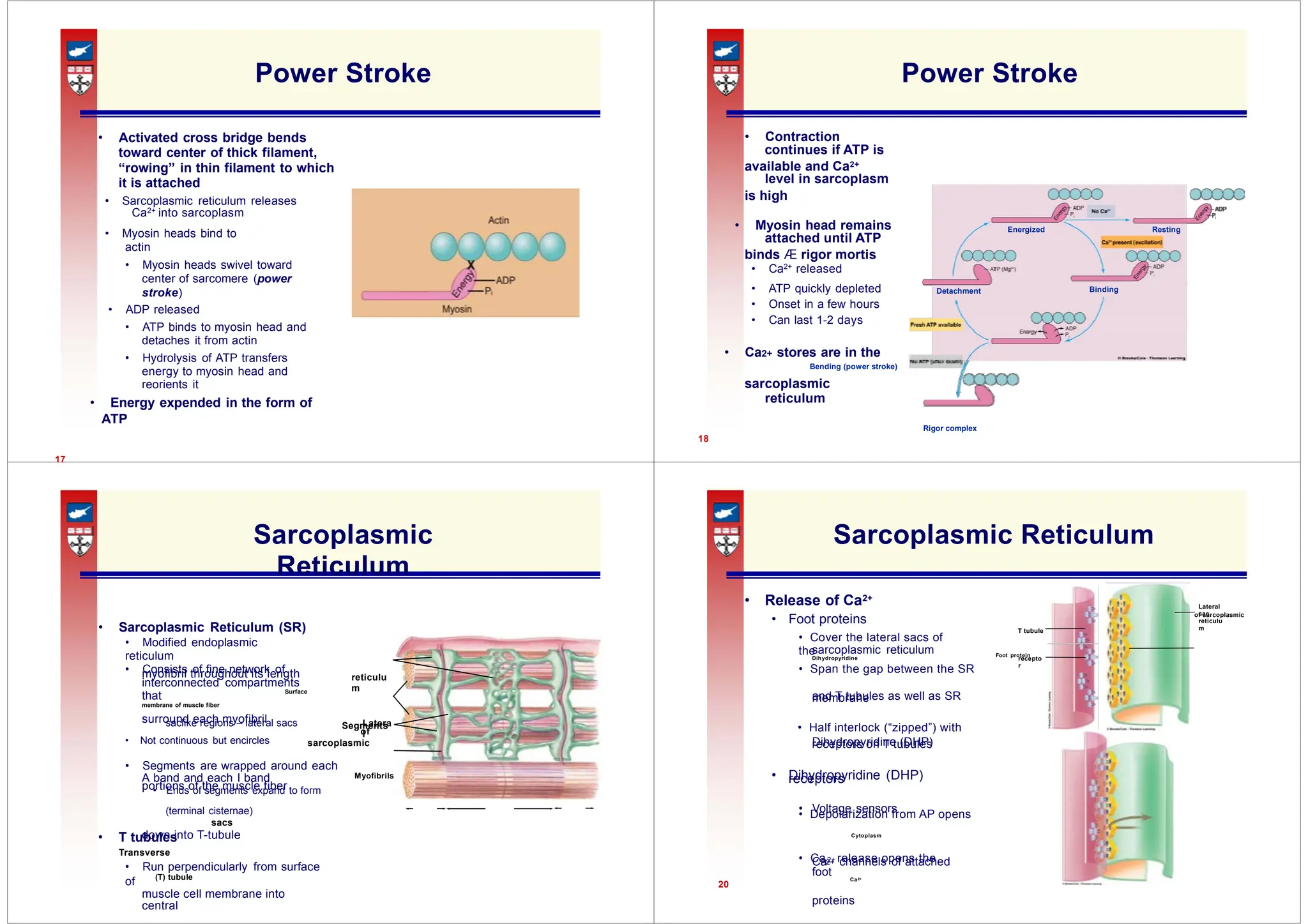 continues if ATP is
level in sarcoplasm
Energized Resting
attached until ATP
Binding
Detachment
Lateral
sac
• Foot proteins
• Cover the lateral sacs of
the
reticulu
m
recepto
r
• Span the gap between the SR
myofibril throughout its length reticulu
m
membrane
saclike regions – lateral sacs Latera
l
receptors on T tubules
receptors
portions of the muscle fiber
• Depolarization from AP opens
down into T-tubule
• Ca2+ release opens the
20
Power Stroke
• Activated cross bridge bends
toward center of thick filament,
“rowing” in thin filament to which
it is attached
• Sarcoplasmic reticulum releases
Ca2+ into sarcoplasm
• Myosin heads bind to
actin
• Myosin heads swivel toward
center of sarcomere (power
stroke)
• ADP released
• ATP binds to myosin head and
detaches it from actin
• Hydrolysis of ATP transfers
energy to myosin head and
reorients it
• Energy expended in the form of
ATP
17
Power Stroke
• Contraction
available and Ca2+
is high
• Myosin head remains
binds Æ rigor mortis
• Ca2+ released
• ATP quickly depleted
• Onset in a few hours
• Can last 1-2 days
• Ca2+ stores are in the
Bending (power stroke)
sarcoplasmic
reticulum
Rigor complex
18
Sarcoplasmic
Reticulum
• Sarcoplasmic Reticulum (SR)
• Modified endoplasmic
reticulum
• Consists of fine network of
interconnected compartments
that Surface
membrane of muscle fiber
surround each myofibril
Segments
of
• Not continuous but encircles sarcoplasmic
• Segments are wrapped around each
A band and each I band Myofibrils
• Ends of segments expand to form
(terminal cisternae)
sacs
• T tubules
Transverse
• Run perpendicularly from surface
of (T) tubule
muscle cell membrane into
central
Sarcoplasmic Reticulum
• Release of Ca2+
of sarcoplasmic
T tubule
sarcoplasmic reticulum
Dihydropyridine
Foot protein
and T tubules as well as SR
• Half interlock (“zipped”) with
Dihydropyridine (DHP)
• Dihydropyridine (DHP)
• Voltage sensors
Cytoplasm
Ca2+ channels of attached
foot
Ca2+
proteins
 
