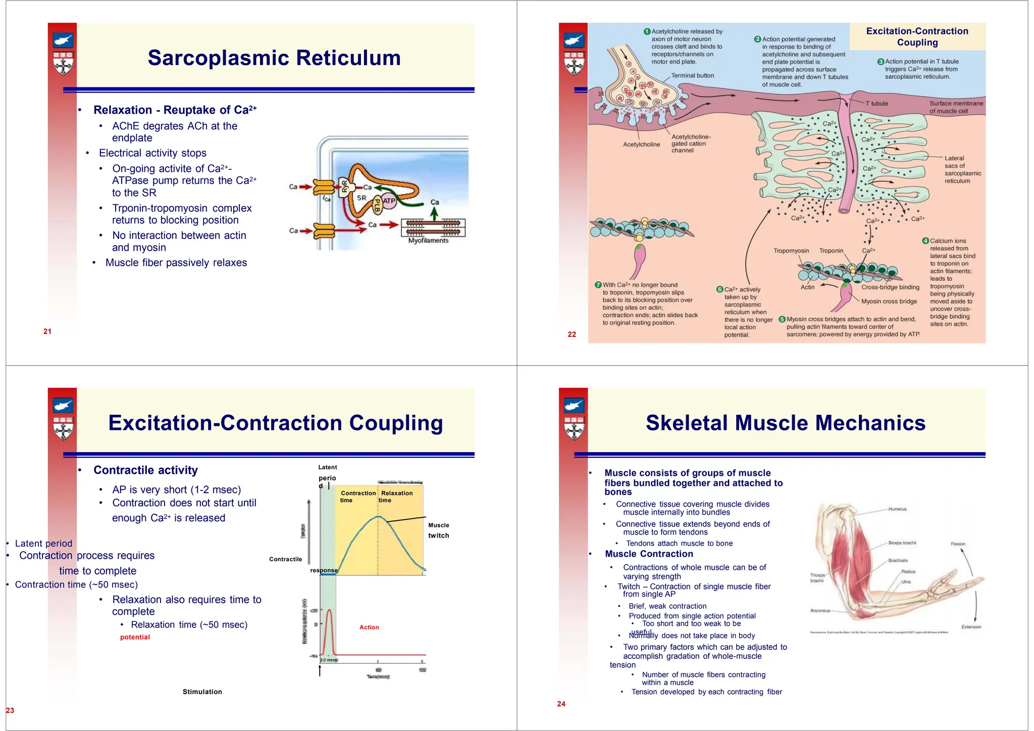 Excitation-Contraction Coupling
perio
d
bones
muscle internally into bundles
muscle to form tendons
• Muscle Contraction
from single AP
• Too short and too weak to be
useful
Sarcoplasmic Reticulum
• Relaxation - Reuptake of Ca2+
• AChE degrates ACh at the
endplate
• Electrical activity stops
• On-going activite of Ca2+-
ATPase pump returns the Ca2+
to the SR
• Trponin-tropomyosin complex
returns to blocking position
• No interaction between actin
and myosin
• Muscle fiber passively relaxes
21
Excitation-Contraction
Coupling
22
Excitation-Contraction Coupling
• Contractile activity Latent
• AP is very short (1-2 msec) Contraction Relaxation
• Contraction does not start until time time
enough Ca2+ is released
Muscle
twitch
• Latent period
• Contraction process requires Contractile
time to complete response
• Contraction time (~50 msec)
• Relaxation also requires time to
complete
• Relaxation time (~50 msec) Action
potential
Stimulation
23
Skeletal Muscle Mechanics
• Muscle consists of groups of muscle
fibers bundled together and attached to
• Connective tissue covering muscle divides
• Connective tissue extends beyond ends of
• Tendons attach muscle to bone
• Contractions of whole muscle can be of
varying strength
• Twitch – Contraction of single muscle fiber
• Brief, weak contraction
• Produced from single action potential
• Normally does not take place in body
• Two primary factors which can be adjusted to
accomplish gradation of whole-muscle
tension
• Number of muscle fibers contracting
within a muscle
• Tension developed by each contracting fiber
24
 