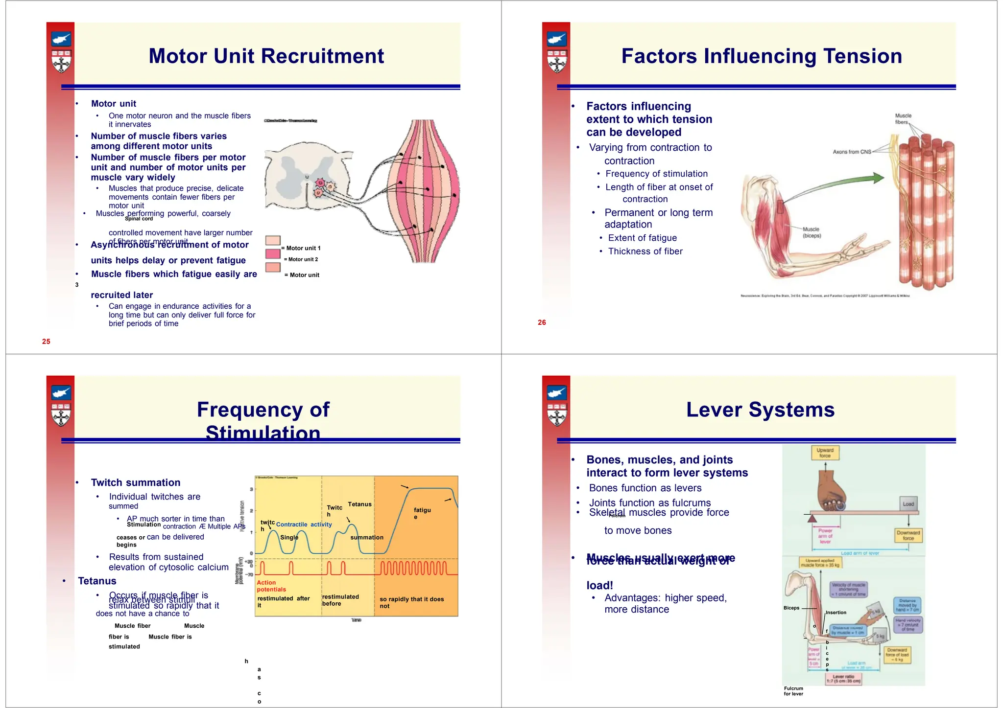 contraction
contraction
• Asynchronous recruitment of motor
Twitc
h
fatigu
e
twitc
h to move bones
force than actual weight of
Action
potentials
restimulated
before
relax between stimuli restimulated after
it
so rapidly that it does
not Biceps
Insertion
Motor Unit Recruitment
• Motor unit
• One motor neuron and the muscle fibers
it innervates
• Number of muscle fibers varies
among different motor units
• Number of muscle fibers per motor
unit and number of motor units per
muscle vary widely
• Muscles that produce precise, delicate
movements contain fewer fibers per
motor unit
• Muscles performing powerful, coarsely
Spinal cord
controlled movement have larger number
of fibers per motor unit
= Motor unit 1
units helps delay or prevent fatigue = Motor unit 2
• Muscle fibers which fatigue easily are = Motor unit
3
recruited later
• Can engage in endurance activities for a
long time but can only deliver full force for
brief periods of time
25
Factors Influencing Tension
• Factors influencing
extent to which tension
can be developed
• Varying from contraction to
• Frequency of stimulation
• Length of fiber at onset of
• Permanent or long term
adaptation
• Extent of fatigue
• Thickness of fiber
26
Frequency of
Stimulation
• Twitch summation
• Individual twitches are
summed Tetanus
• AP much sorter in time than
Stimulation contraction Æ Multiple APs Contractile activity
ceases or can be delivered Single summation
begins
• Results from sustained
elevation of cytosolic calcium
• Tetanus
• Occurs if muscle fiber is
stimulated so rapidly that it
does not have a chance to
Muscle fiber Muscle
fiber is Muscle fiber is
stimulated
h
a
s
c
o
Lever Systems
• Bones, muscles, and joints
interact to form lever systems
• Bones function as levers
• Joints function as fulcrums
• Skeletal muscles provide force
Fulcrum
• Muscles usually exert more
load!
• Advantages: higher speed,
more distance
o
f
b
i
c
e
p
s
Fulcrum
for lever
 
