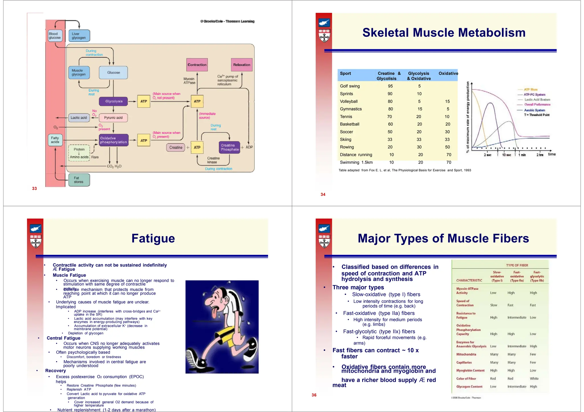 Skeletal Muscle Metabolism
Æ Fatigue
hydrolysis and synthesis
stimulation with same degree of contractile
activity
• Slow-oxidative (type I) fibers
periods of time (e.g. back)
(e.g. limbs)
• Rapid forceful movements (e.g.
faster
mitochondria and myoglobin and
33
Skeletal Muscle Metabolism
Sport Creatine & Glycolysis Oxidative
Glycolisis & Oxidative
Golf swing 95 5
Sprints 90 10
Volleyball 80 5 15
Gymnastics 80 15 5
Tennis 70 20 10
Basketball 60 20 20
Soccer 50 20 30
Skiing 33 33 33
Rowing 20 30 50
Distance running 10 20 70
Swimming 1.5km 10 20 70
Table adapted from Fox E. L. et al, The Physiological Basis for Exercise and Sport, 1993
34
Fatigue
• Contractile activity can not be sustained indefinitely
• Muscle Fatigue
• Occurs when exercising muscle can no longer respond to
• Defense mechanism that protects muscle from
reaching point at which it can no longer produce
ATP
• Underlying causes of muscle fatigue are unclear.
Implicated
• ADP increase (interferes with cross-bridges and Ca2+
uptake in the SR)
• Lactic acid accumulation (may interfere with key
enzymes in energy-producing pathways)
• Accumulation of extracellular K+ (decrease in
membrane potential)
• Depletion of glycogen
• Central Fatigue
• Occurs when CNS no longer adequately activates
motor neurons supplying working muscles
• Often psychologically based
• Discomfort, boredom or tiredness
• Mechanisms involved in central fatigue are
poorly understood
• Recovery
• Excess postexercise O2 consumption (EPOC)
helps
• Restore Creatine Phosphate (few minutes)
• Replenish ATP
• Convert Lactic acid to pyruvate for oxidative ATP
generation
• Cover increased general O2 demand because of
higher temperature
• Nutrient replenishment (1-2 days after a marathon)
Major Types of Muscle Fibers
• Classified based on differences in
speed of contraction and ATP
• Three major types
• Low intensity contractions for long
• Fast-oxidative (type IIa) fibers
• High intensity for medium periods
• Fast-glycolytic (type IIx) fibers
arms)
• Fast fibers can contract ~ 10 x
• Oxidative fibers contain more
have a richer blood supply Æ red
meat
36
 