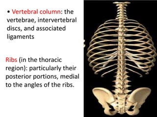 Particularly Ribs Anattomy of back with Dr. Ameera A. Al-Humidi .pptx