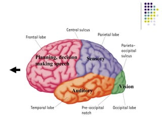 Neurological Basis of Behavior: Structure of brain and functions | PPT