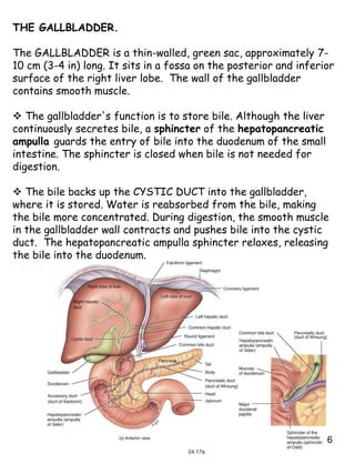 Lecture 5 and 6 digestive system | PPT