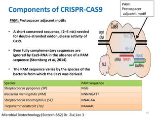 PAM:		
Protospacer	
	adjacent	moKf	
Components	of	CRISPR-CAS9	
Species	 PAM	Sequence	
Streptococcus	pyogenes	(SP)	 NGG	
Neisseria	meningi7dis	(NM)	 NNNNGATT	
Streptococcus	thermophilus	(ST)	 NNAGAA	
Treponema	den7cola	(TD)	 NAAAAC	
10	
PAM:	Protospacer	adjacent	mo$fs	
		
•  A	short	conserved	sequence,	(2–5	nts)	needed	
for	double-stranded	endonuclease	ac$vity	of	
Cas9.	
	
•  Even	fully	complementary	sequences	are	
ignored	by	Cas9-RNA	in	the	absence	of	a	PAM	
sequence	(Sternberg	et	al,	2014).	
	
•  The	PAM	sequence	varies	by	the	species	of	the	
bacteria	from	which	the	Cas9	was	derived.		
Microbial	Biotechnology|Biotech-552|Dr.	Zia|Lec	3	
 