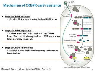 Mechanism	of	CRISPR-cas9	resistance	
		
•  Stage	1:	CRISPR	adap$on	
-  Foreign	DNA	is	incorporated	in	the	CRISPR	array	
	
----------------------------------------------------------------------------------------------------------------------------	
•  Stage	2:	CRISPR	expression	
-  CRISPR	RNAs	are	transcribed	from	the	CRISPR	
	locus.	The	tracrRNA	is	required	for	crRNA	matura$on	
	from	a	primary	transcript.		
----------------------------------------------------------------------------------------------------------------------------	
	
•  Stage	3:	CRISPR	interference	
-  Foreign	nucleic	acid	complementary	to	the	crRNA	
	is	neutralized	
	
----------------------------------------------------------------------------------------------------------------------	
	
																																																																																																																																																																																	
																																																																																																																																																																														
																																																																																																																																																																																						Figure	modiﬁed	from	Horizon	Genomics	GmbH	
tracrRNA
4	Microbial	Biotechnology|Biotech-552|Dr.	Zia|Lec	3	
 