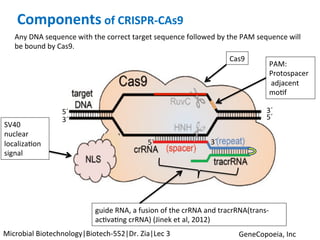 GeneCopoeia,	Inc	
Any	DNA	sequence	with	the	correct	target	sequence	followed	by	the	PAM	sequence	will	
be	bound	by	Cas9.	
Cas9	
PAM:		
Protospacer	
	adjacent	
moKf	
guide	RNA,	a	fusion	of	the	crRNA	and	tracrRNA(trans-
acKvaKng	crRNA)	(Jinek	et	al,	2012)	
Components	of	CRISPR-CAs9	
SV40	
nuclear	
localizaKon	
signal	
5´	 3´	
3´	 5´	
5´	 3´	
Microbial	Biotechnology|Biotech-552|Dr.	Zia|Lec	3	
 