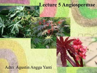 Lecture 5 Angiospermae
Adtri Agustin Angga Yanti
 