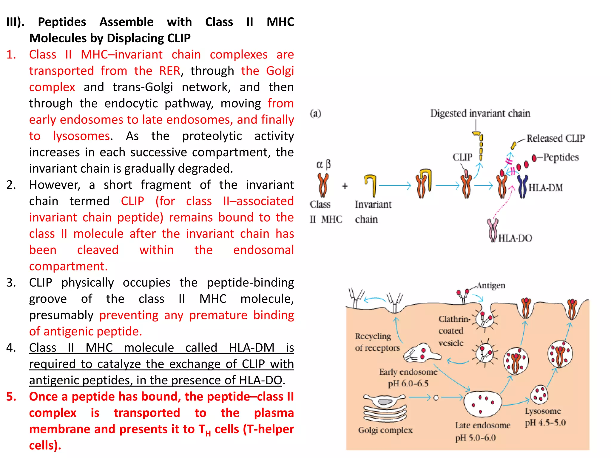 Lecture on Antigen processing and presentation pathways | PDF
