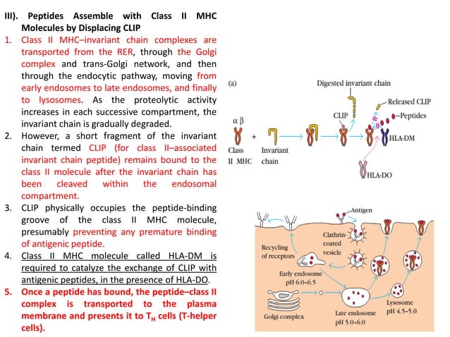 Lecture on Antigen processing and presentation pathways | PDF ...