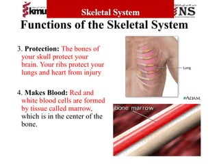 Bscn chapter number 5 skeletal system BS | PPTX