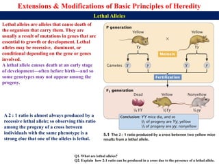 Lecture 5 BBT312 Extensions of Basic Principles of Heredity.pptx