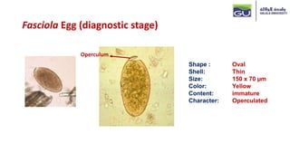 Operculated Shape Comprehensive Overview of Trematodes and Parasites Affecting Large ...