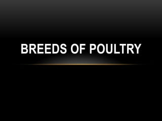 BREEDS OF POULTRY

 