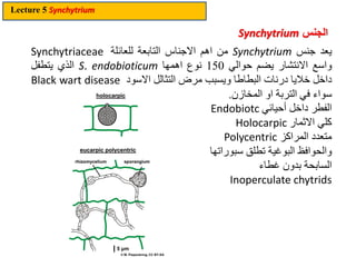 Lecture 5 Chytridiomycota. Chytrids are saprobic, degrading refractory ...