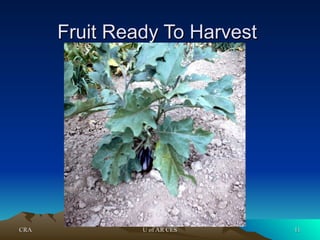 CRA
CRA U of AR CES
U of AR CES 11
11
Fruit Ready To Harvest
Fruit Ready To Harvest
 