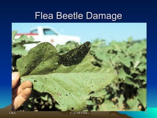 CRA
CRA U of AR CES
U of AR CES 12
12
Flea Beetle Damage
Flea Beetle Damage
 