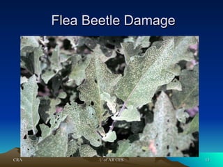 CRA
CRA U of AR CES
U of AR CES 13
13
Flea Beetle Damage
Flea Beetle Damage
 