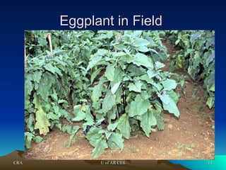 CRA
CRA U of AR CES
U of AR CES 14
14
Eggplant in Field
Eggplant in Field
 