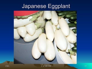 CRA
CRA U of AR CES
U of AR CES 15
15
Japanese Eggplant
Japanese Eggplant
 