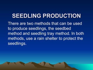 SEEDLING PRODUCTION
SEEDLING PRODUCTION
There are two methods that can be used
to produce seedlings, the seedbed
method and seedling tray method. In both
methods, use a rain shelter to protect the
seedlings.
 