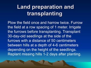 Land preparation and
Land preparation and
transplanting
transplanting
Plow the field once and harrow twice. Furrow
the field at a row spacing of 1 meter. Irrigate
the furrows before transplanting. Transplant
30-day-old seedlings at the side of the
furrows with a distance of 50 centimeters
between hills at a depth of 4-6 centimeters
depending on the height of the seedlings.
Replant missing hills 1-2 days after planting.
 