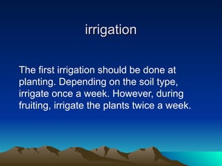 irrigation
irrigation
The first irrigation should be done at
planting. Depending on the soil type,
irrigate once a week. However, during
fruiting, irrigate the plants twice a week.
 