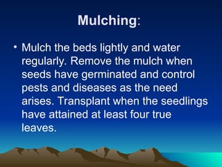 Mulching:
• Mulch the beds lightly and water
regularly. Remove the mulch when
seeds have germinated and control
pests and diseases as the need
arises. Transplant when the seedlings
have attained at least four true
leaves.
 