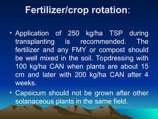 Fertilizer/crop rotation:
• Application of 250 kg/ha TSP during
transplanting is recommended. The
fertilizer and any FMY or compost should
be well mixed in the soil. Topdressing with
100 kg/ha CAN when plants are about 15
cm and later with 200 kg/ha CAN after 4
weeks.
• Capsicum should not be grown after other
solanaceous plants in the same field.
 