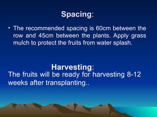 Spacing:
• The recommended spacing is 60cm between the
row and 45cm between the plants. Apply grass
mulch to protect the fruits from water splash.
Harvesting:
The fruits will be ready for harvesting 8-12
weeks after transplanting..
 