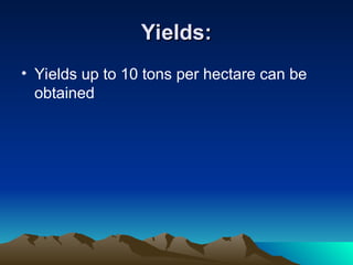 Yields:
Yields:
• Yields up to 10 tons per hectare can be
obtained
 