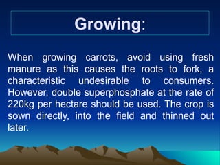 Growing:
When growing carrots, avoid using fresh
manure as this causes the roots to fork, a
characteristic undesirable to consumers.
However, double superphosphate at the rate of
220kg per hectare should be used. The crop is
sown directly, into the field and thinned out
later.
 