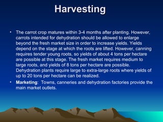 Harvesting
Harvesting
• The carrot crop matures within 3-4 months after planting. However,
carrots intended for dehydration should be allowed to enlarge
beyond the fresh market size in order to increase yields. Yields
depend on the stage at which the roots are lifted. However, canning
requires tender young roots, so yields of about 4 tons per hectare
are possible at this stage. The fresh market requires medium to
large roots, and yields of 8 tons per hectare are possible.
Dehydration plants require large to extra-large roots where yields of
up to 20 tons per hectare can be realized.
• Marketing: Towns, canneries and dehydration factories provide the
main market outlets.
 