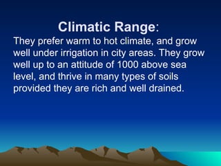 Climatic Range:
They prefer warm to hot climate, and grow
well under irrigation in city areas. They grow
well up to an attitude of 1000 above sea
level, and thrive in many types of soils
provided they are rich and well drained.
 