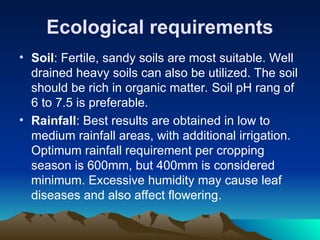 Ecological requirements
• Soil: Fertile, sandy soils are most suitable. Well
drained heavy soils can also be utilized. The soil
should be rich in organic matter. Soil pH rang of
6 to 7.5 is preferable.
• Rainfall: Best results are obtained in low to
medium rainfall areas, with additional irrigation.
Optimum rainfall requirement per cropping
season is 600mm, but 400mm is considered
minimum. Excessive humidity may cause leaf
diseases and also affect flowering.
 