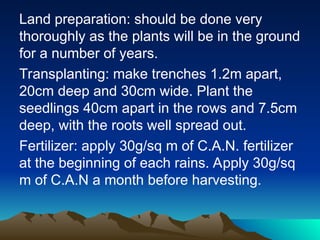 Land preparation: should be done very
thoroughly as the plants will be in the ground
for a number of years.
Transplanting: make trenches 1.2m apart,
20cm deep and 30cm wide. Plant the
seedlings 40cm apart in the rows and 7.5cm
deep, with the roots well spread out.
Fertilizer: apply 30g/sq m of C.A.N. fertilizer
at the beginning of each rains. Apply 30g/sq
m of C.A.N a month before harvesting.
 