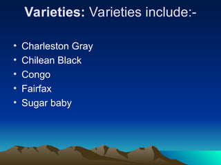 Varieties: Varieties include:-
• Charleston Gray
• Chilean Black
• Congo
• Fairfax
• Sugar baby
 