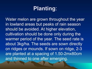 Planting:
Water melon are grown throughout the year
in lowland areas but peaks of rain season
should be avoided. At higher elevation,
cultivation should be done only during the
warmer period of the year. The seed rate is
about 3kg/ha. The seeds are sown directly
on ridges or mounds. If sown on ridge, 2-3
are planted at a spacing of 1.50-2mx80cm
and thinned to one after emerging.
 