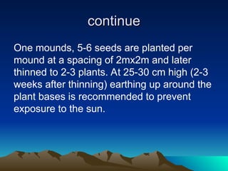 continue
continue
One mounds, 5-6 seeds are planted per
mound at a spacing of 2mx2m and later
thinned to 2-3 plants. At 25-30 cm high (2-3
weeks after thinning) earthing up around the
plant bases is recommended to prevent
exposure to the sun.
 