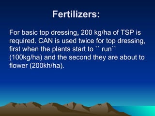 Fertilizers:
For basic top dressing, 200 kg/ha of TSP is
required. CAN is used twice for top dressing,
first when the plants start to `` run``
(100kg/ha) and the second they are about to
flower (200kh/ha).
 